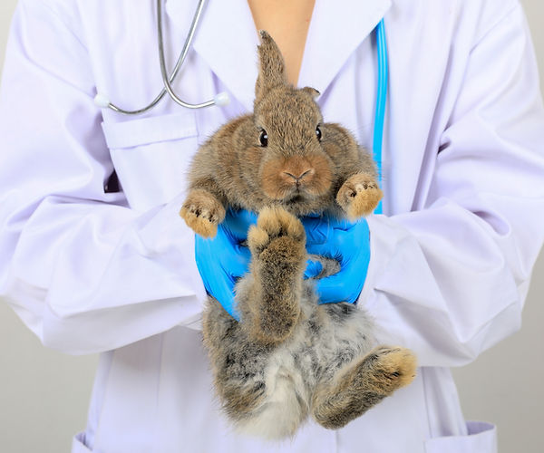 fecal testing in rabbits