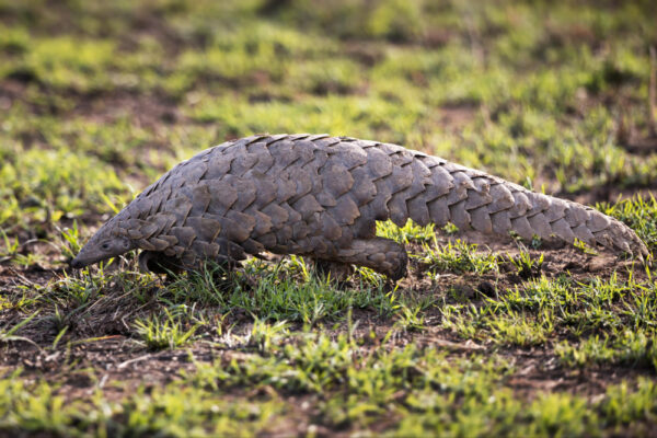 Pangolin walking through grass, highlighting the importance of microbial data collection for rare and endangered species in wildlife and conservation medicine.
