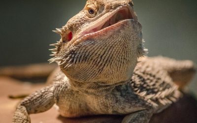 Feeling blue? Well, at least you can diagnose “Yellow Fungus Disease” with NGS technology!