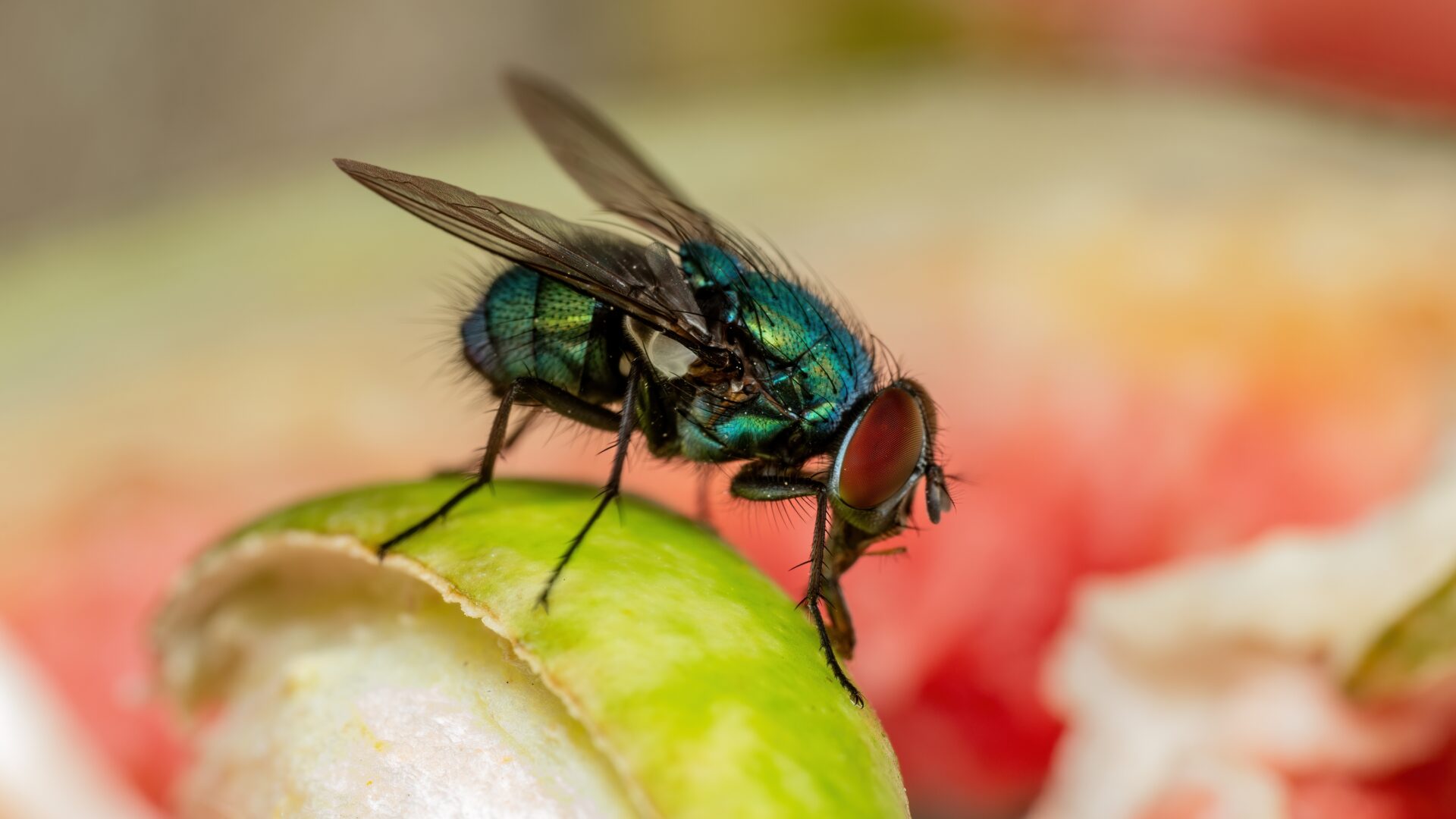 Flies & Geese May Help the Fight Against Antibiotic Resistance