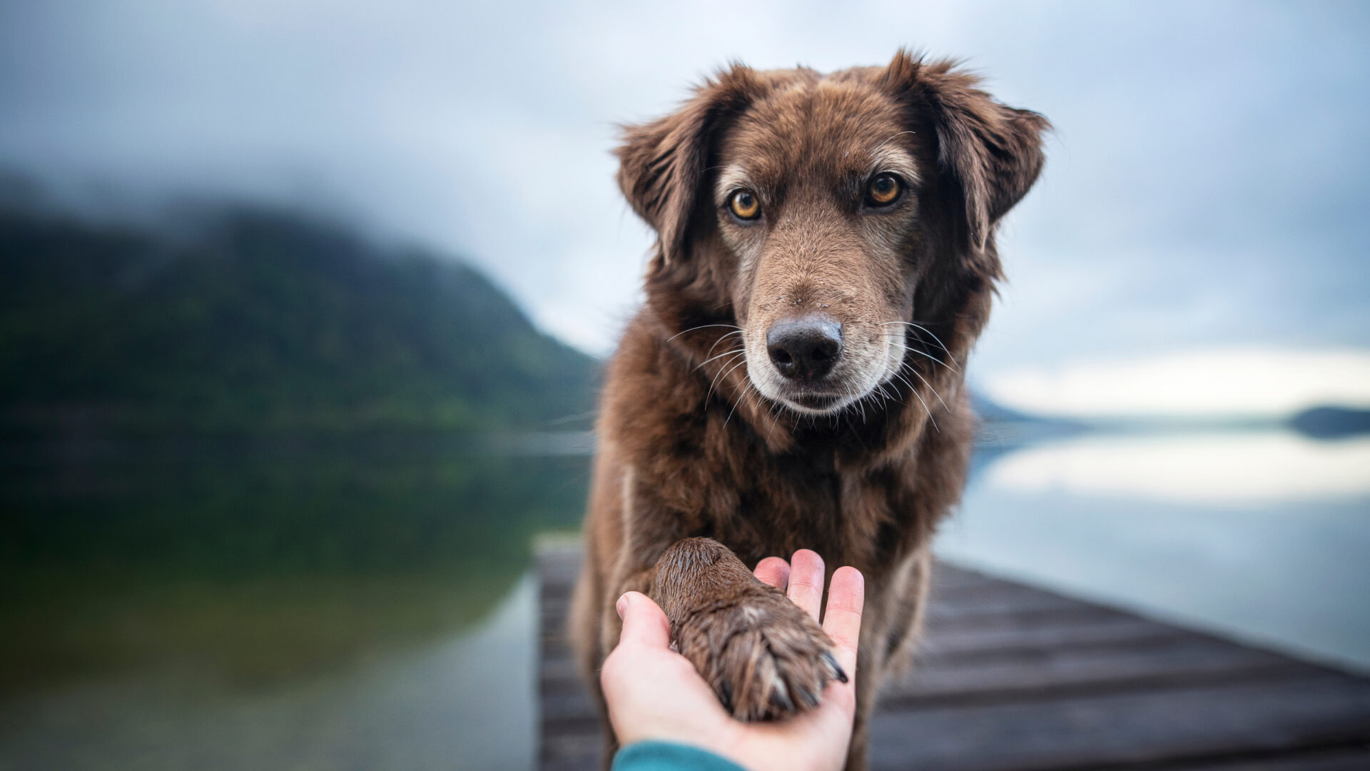 pyoderma in dogs