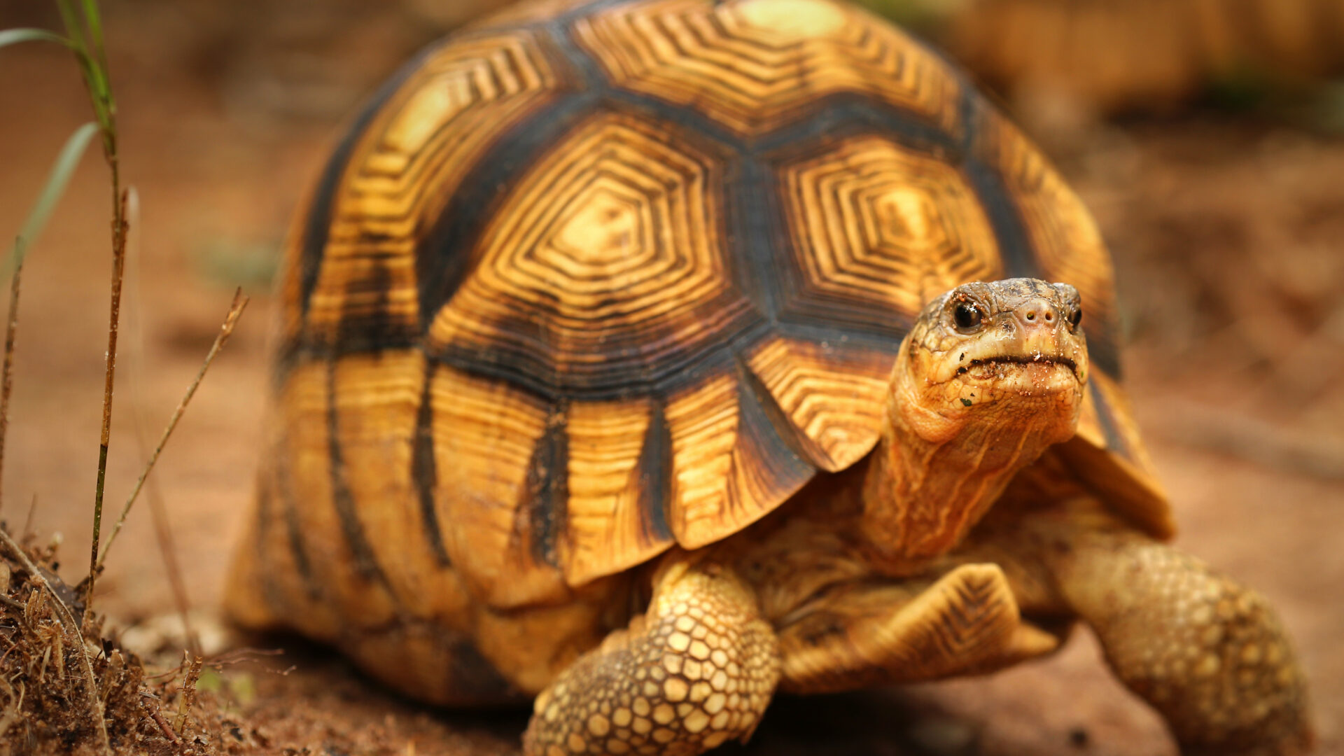 tortoises and urinary tract infections