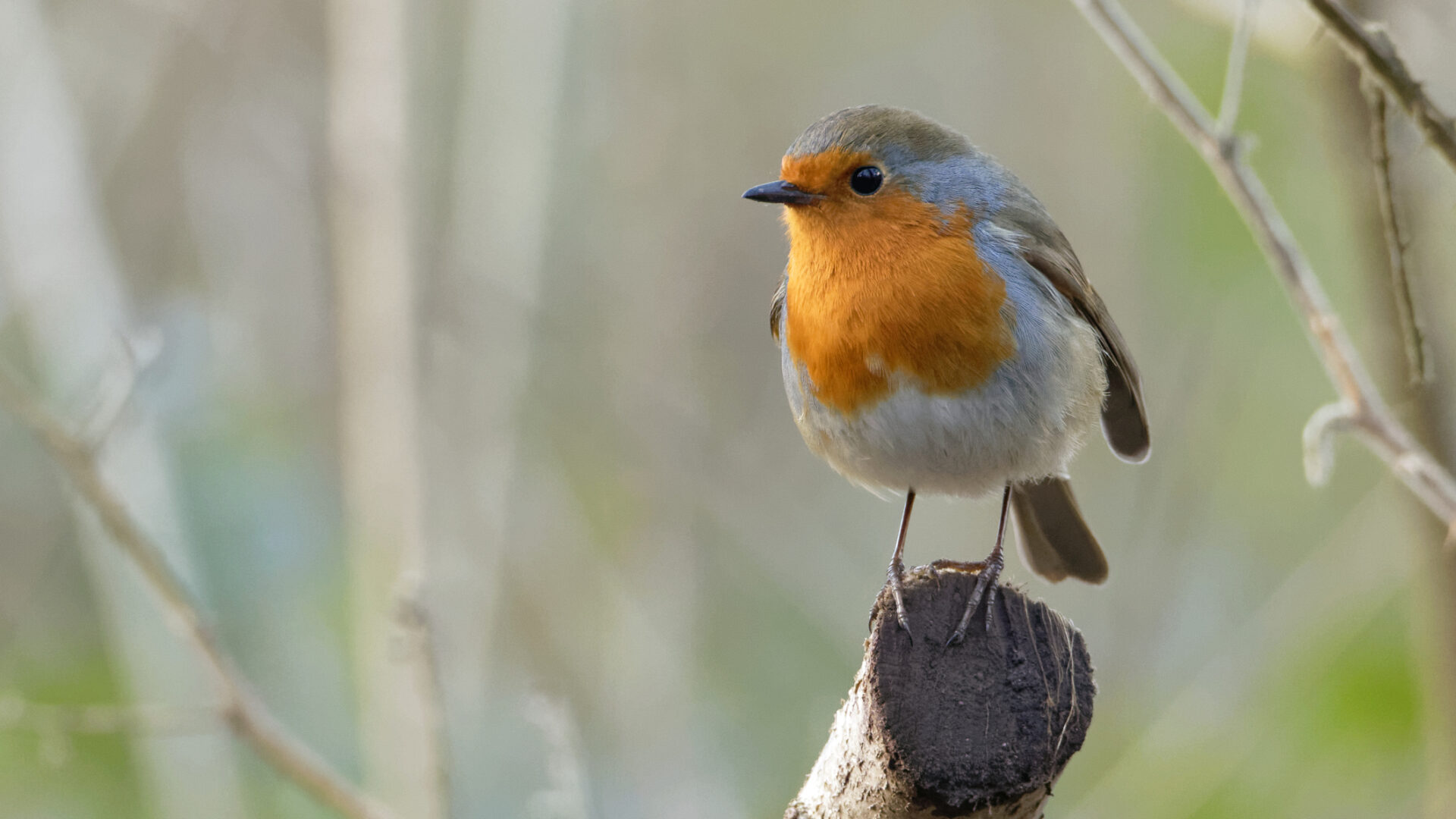 Bird conjunctivitis treatment online