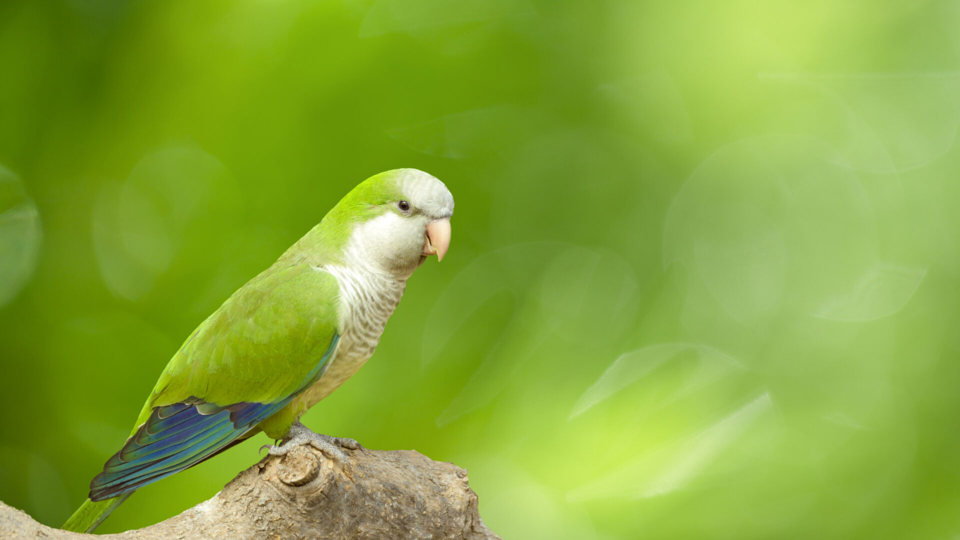 Skin Microbiota of Quaker Parrots