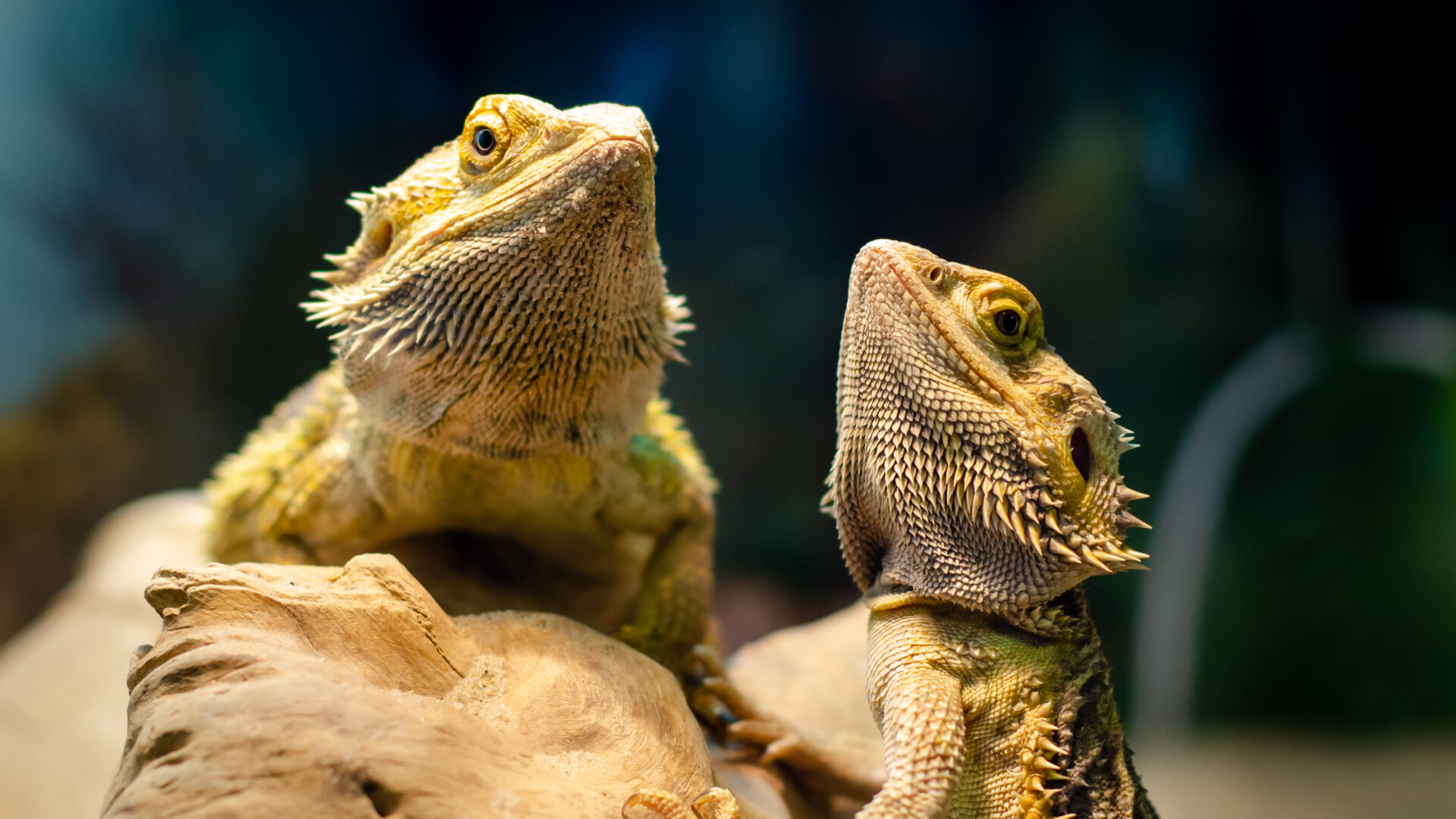 bearded dragons pneumonia