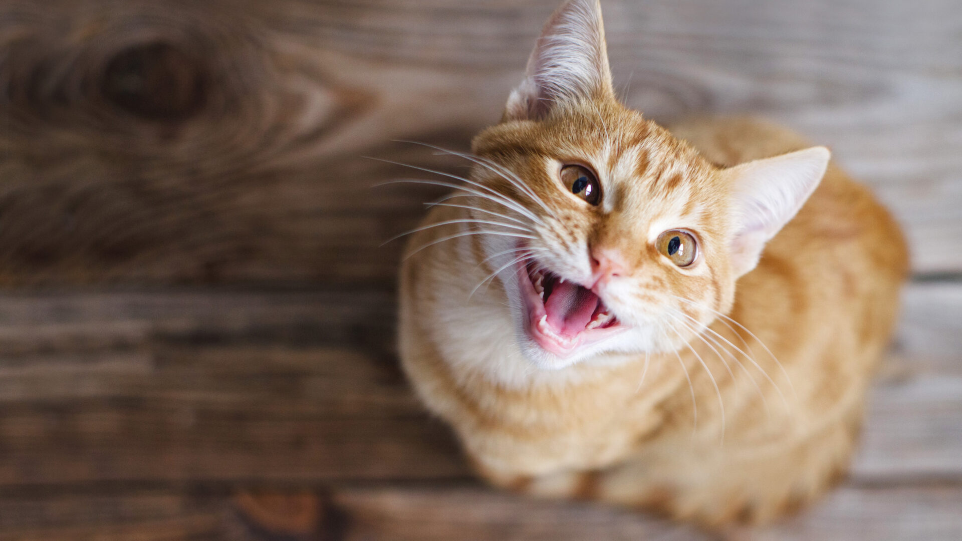 fungal infections felines