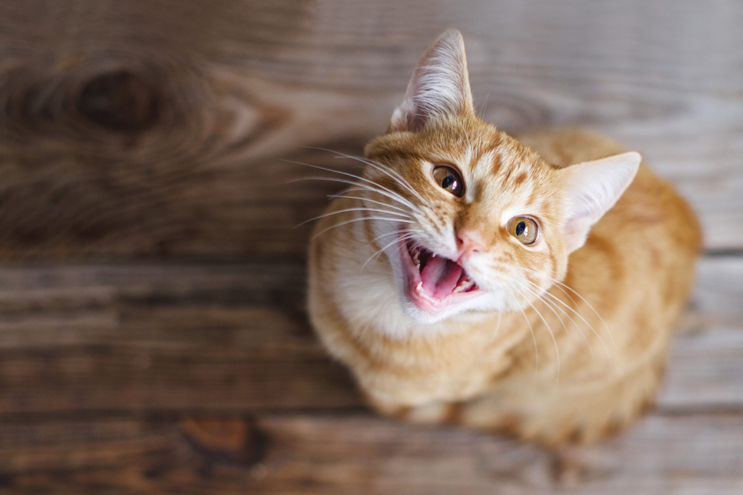 fungal infections felines