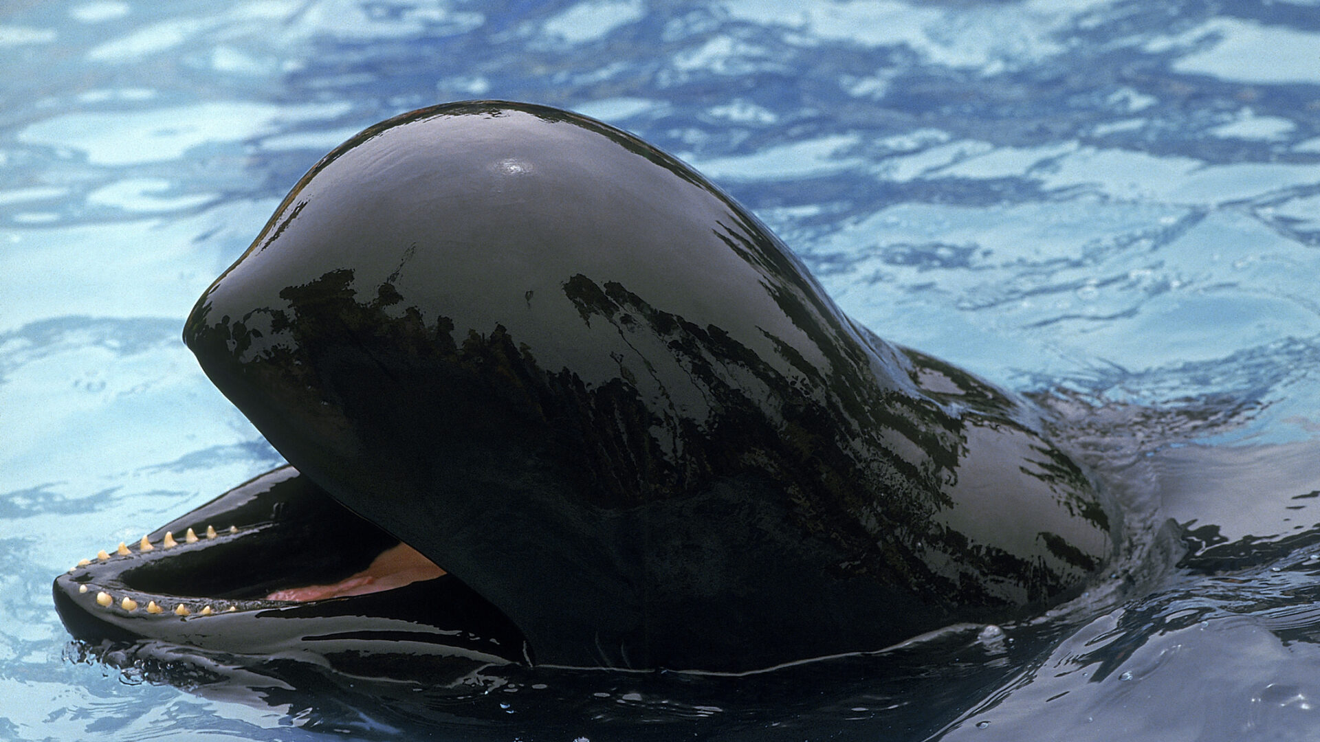 whale marine mammal feces test