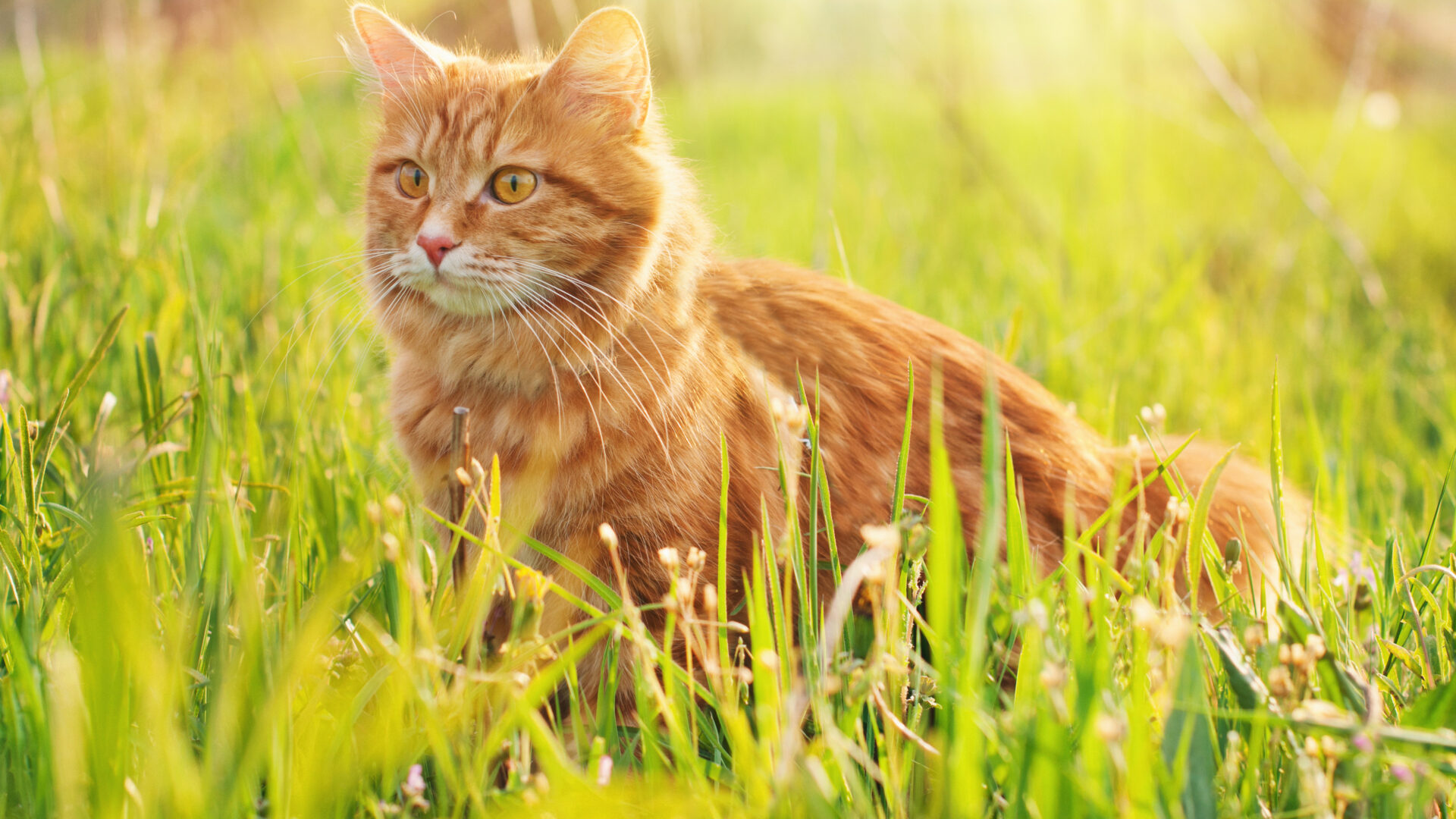 bumps on cats skin