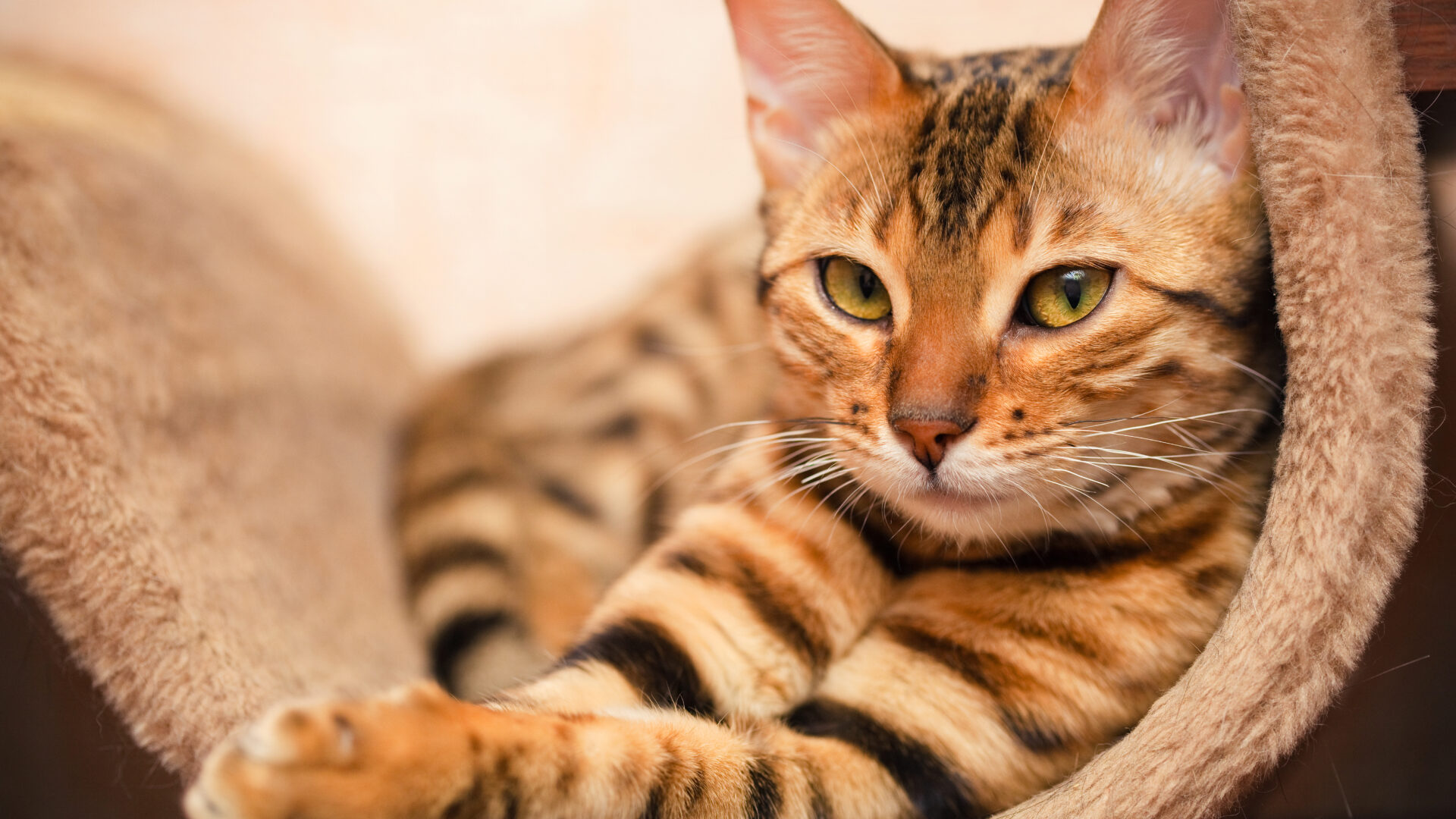 Feline Urinary Tract Infections From Subclinical to Severe MIDOG TEST MiDOG Animal Diagnostics