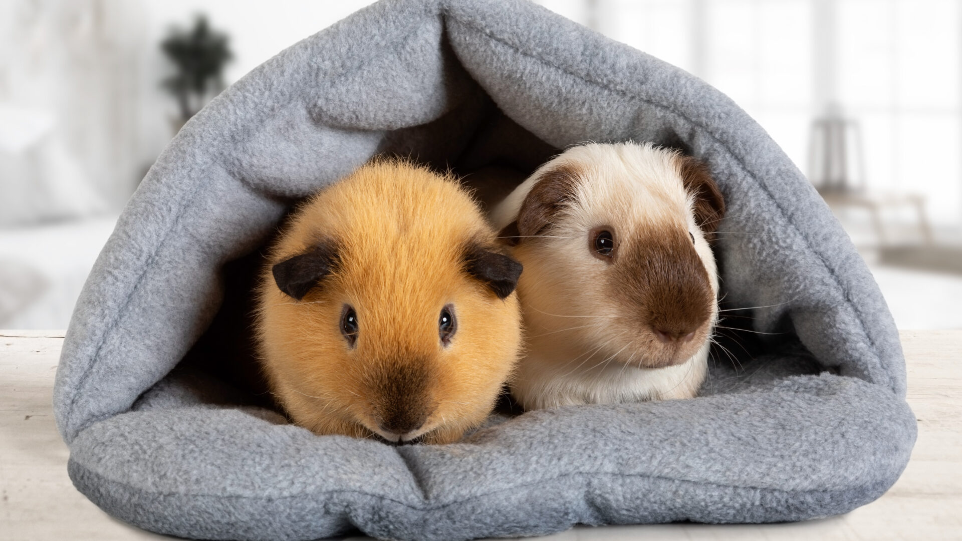 ringworm in guinea pigs