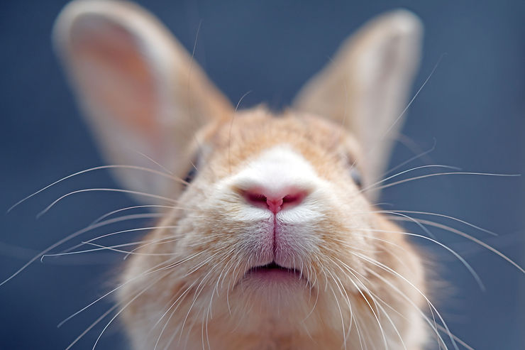 nasal infections in bunnies