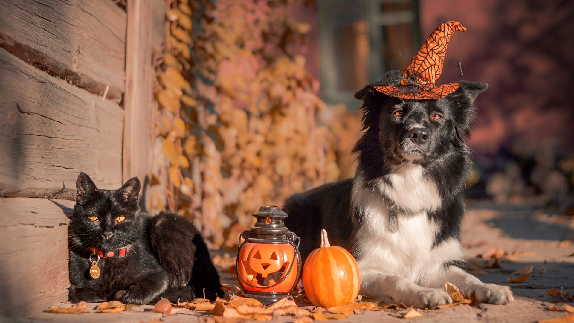 pet proofing your home for halloween