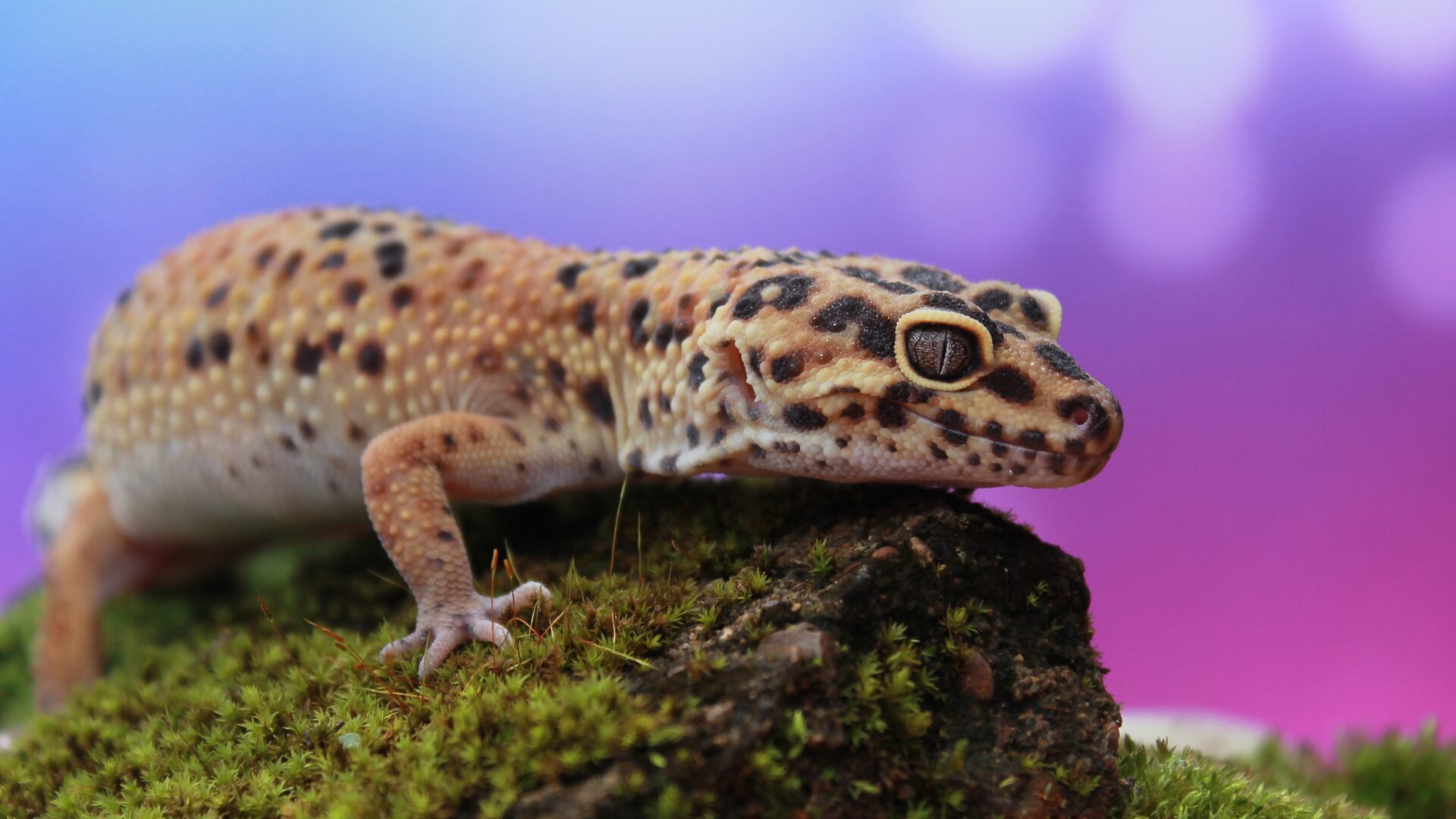 leopard gecko eye infection