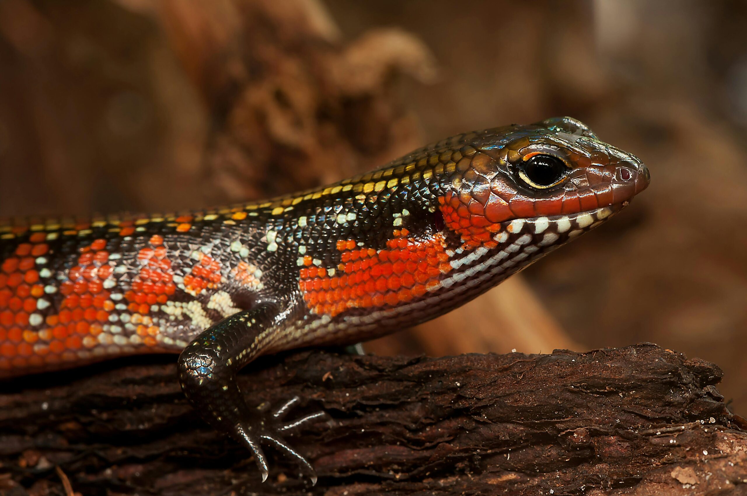Reptilian Fungal Infections