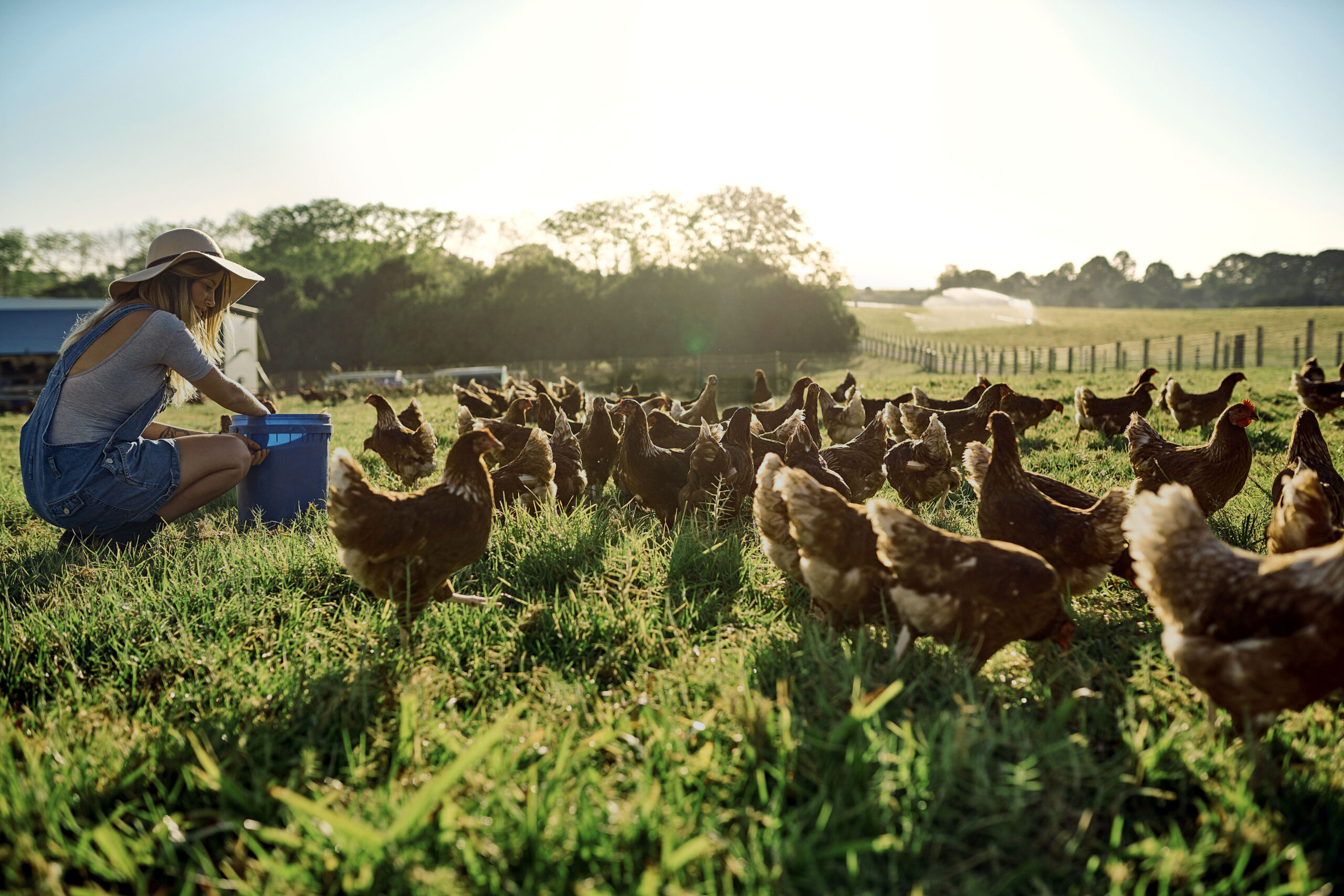 Birds and Chickens Bumblefoot