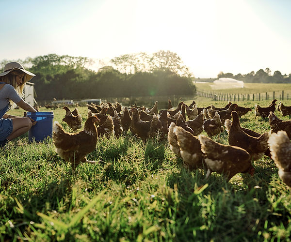 Idyllic scene of a young woman feeding a large group of chickens on a sunny day in the countryside 