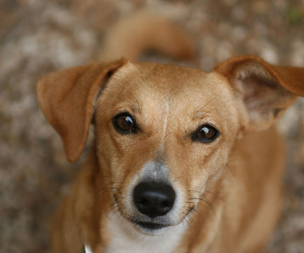 MiDOG Testing dermatology microbiome diagnosis infections skin health dog