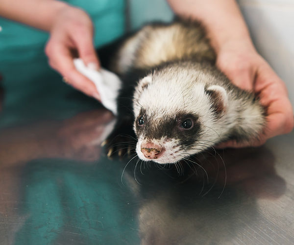 MiDOG Exotic Pet Ferret Microbiome