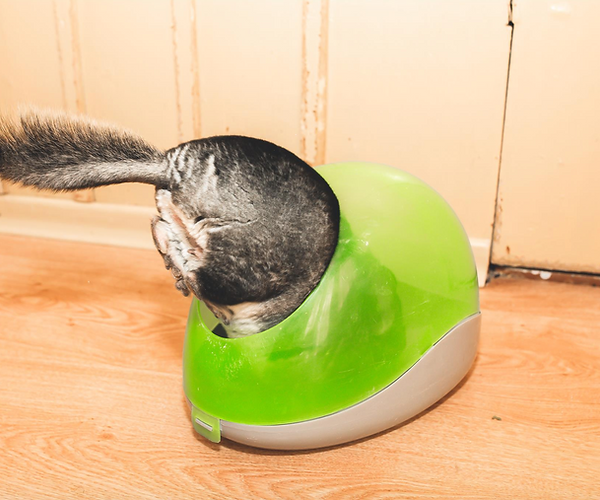 Chinchilla Bacterial Infections