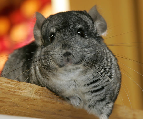 Bacterial Infections Chinchilla