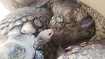 Mycoplasmosis: Tortoises and Upper Respiratory Tract Infections