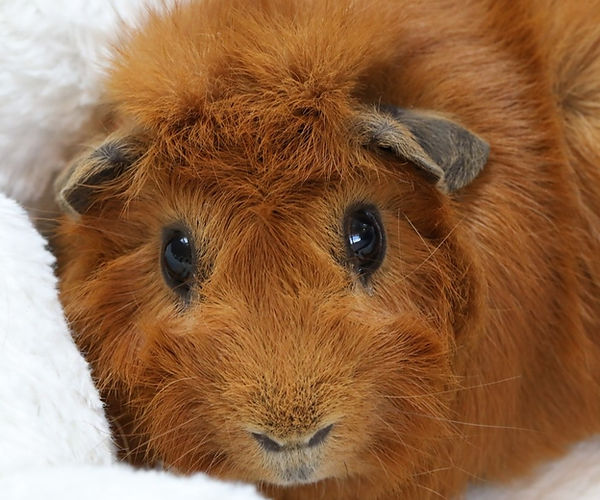 Respiratory infections in guinea pigs are particularly difficult to treat.