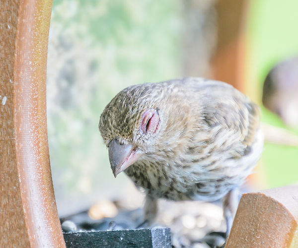 cockatiel eye infection