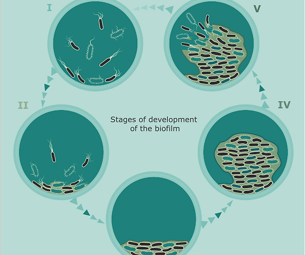 Five Stages of Biofilm Development