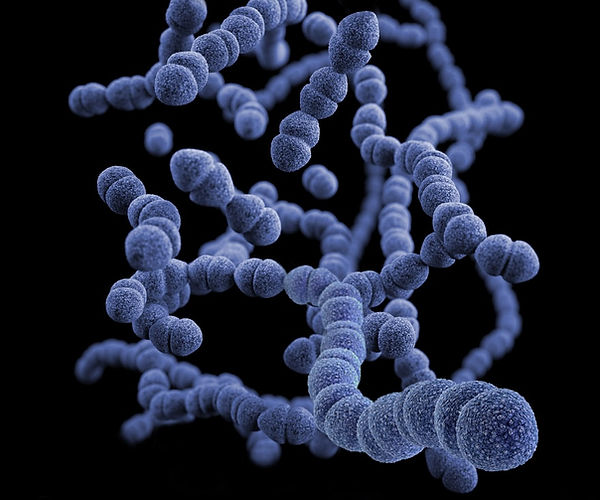 The image above depicts a 3D representation of Streptococcus pneumoniae.