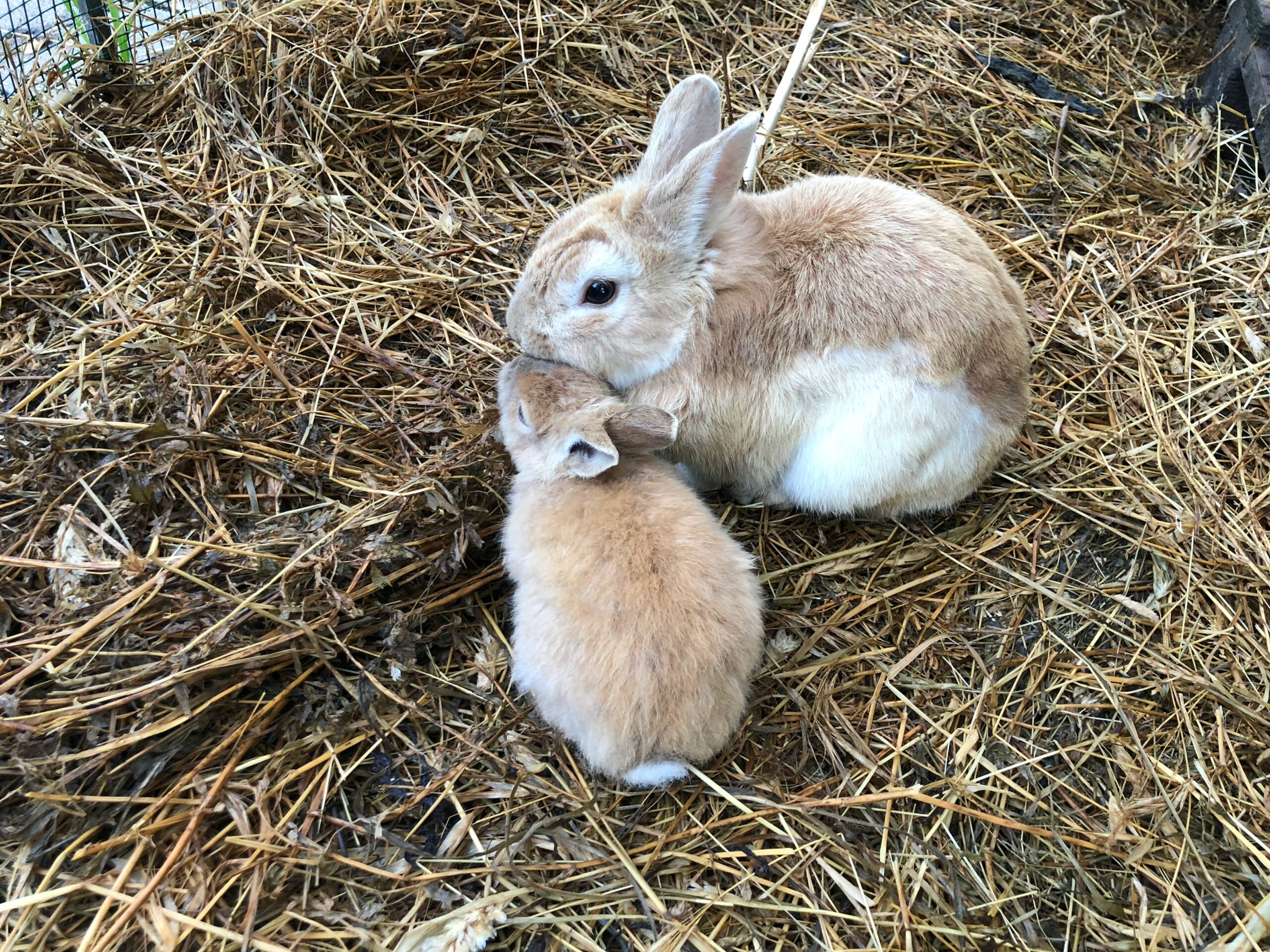 Pasteurellosis in Rabbits