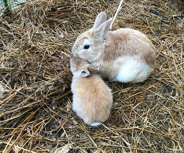 Rabbits cage bunnies infections symptoms causes treatments diagnosis