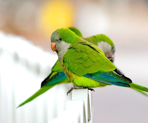 quaker parrot epidermal microbiome