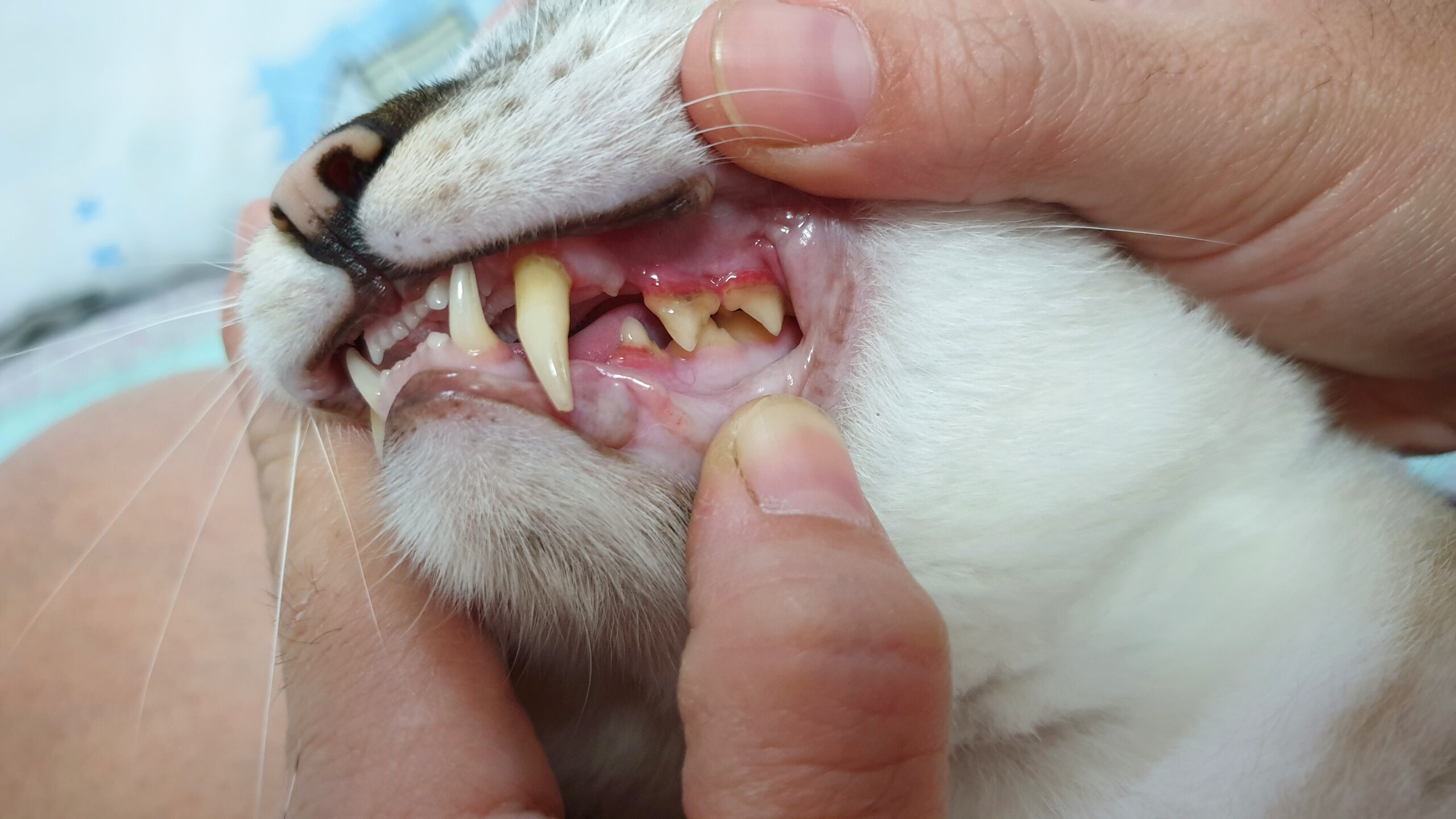 Antimicrobial Resistant Genes and Feline Chronic Gingivostomatitis