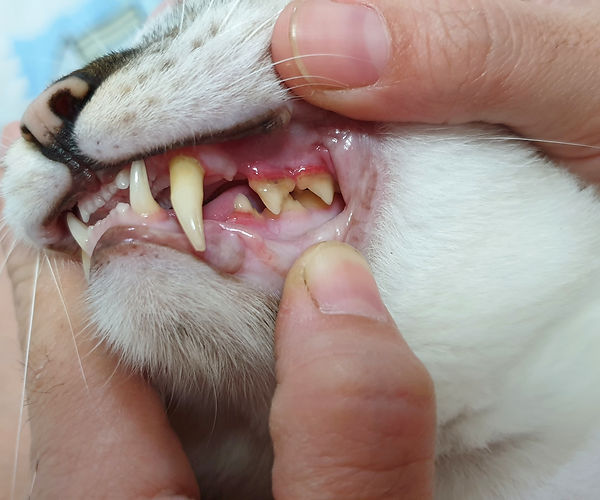 The image above depicts the swollen gums associated with FCGS.