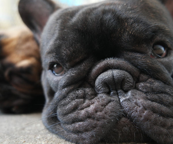 French Bulldog Skin Problems: Infections & the Nasomaxillary Skin Fold Microbiome