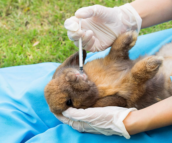 Lop-Eared Rabbit Visits Exotic Pet Veterinarian