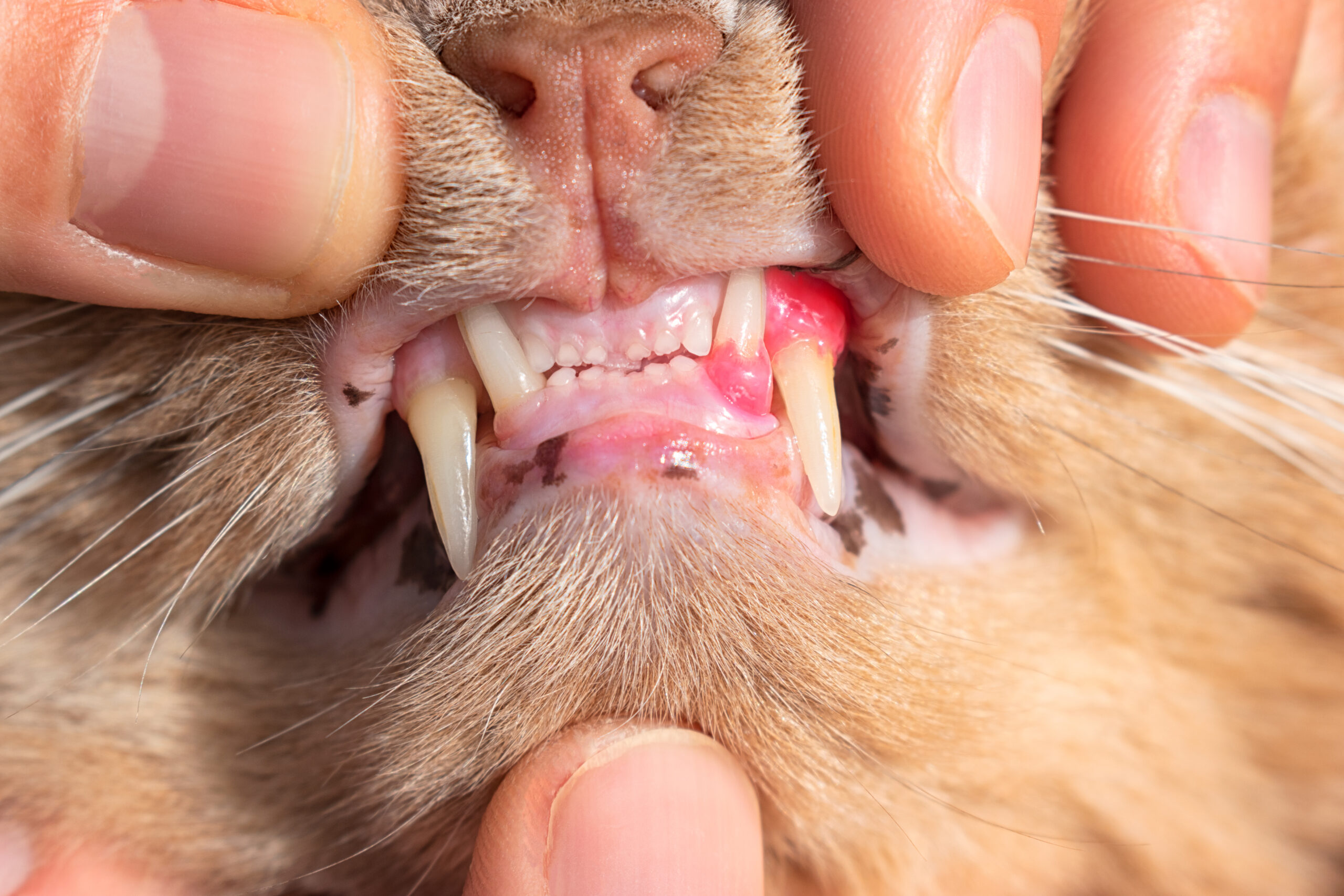 Feline Gingivostomatitis