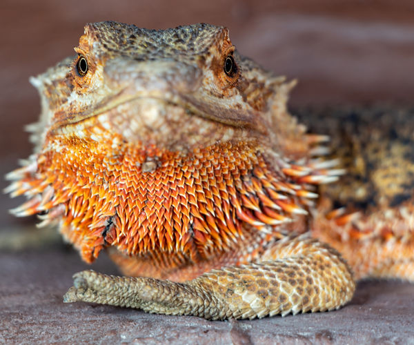 Bearded Dragons and Pneumonia