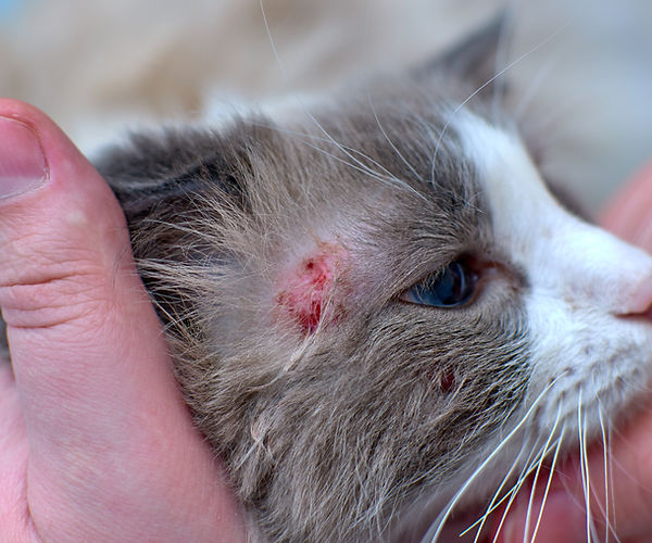 Allergic dermatitis symptoms cat feline itchy