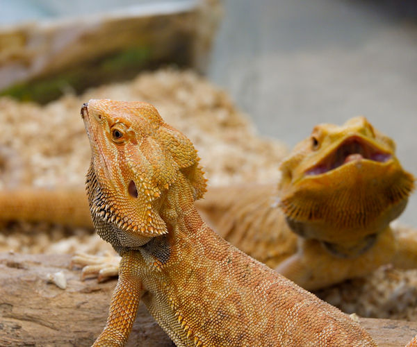 Reptilian Fungal Infections
