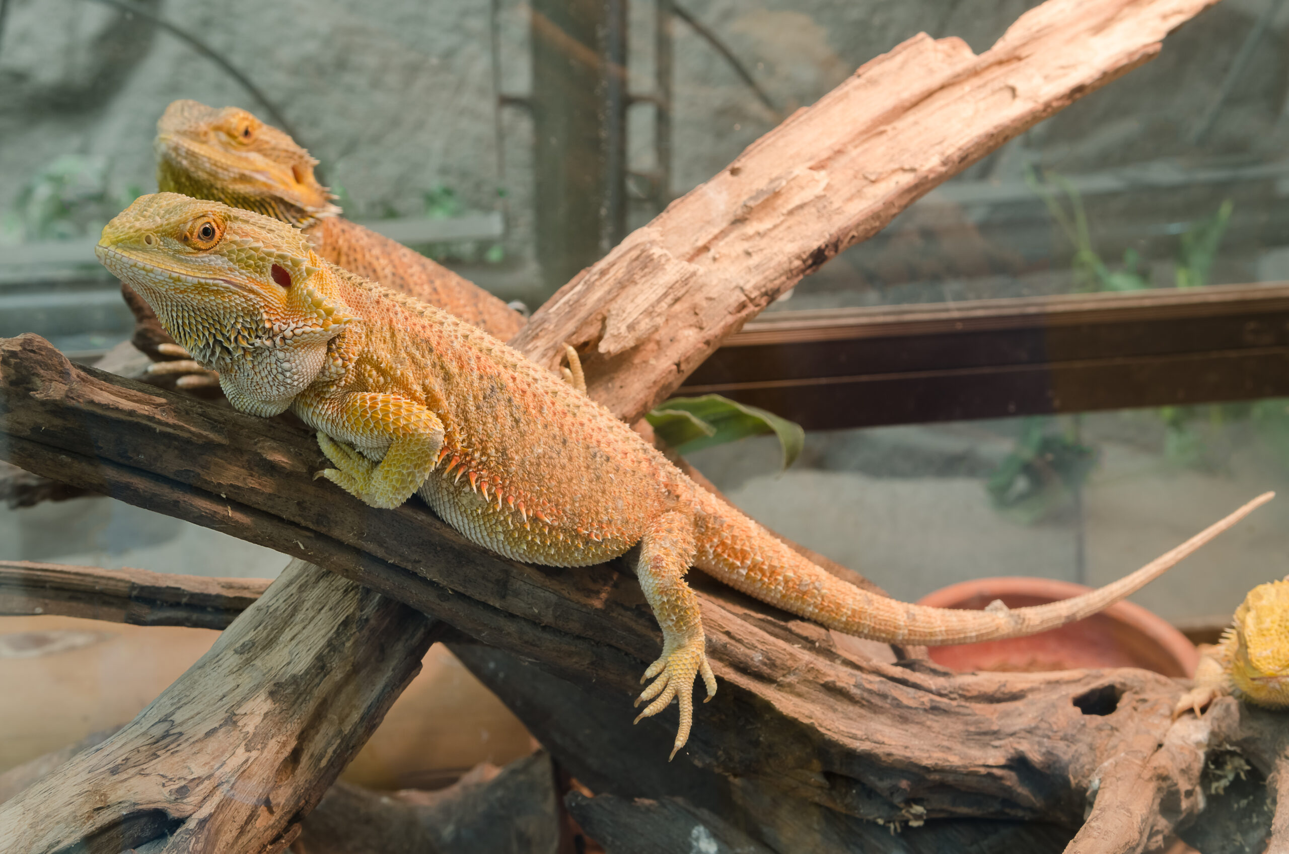 How To Identify Upper Respiratory Infections in My Reptile