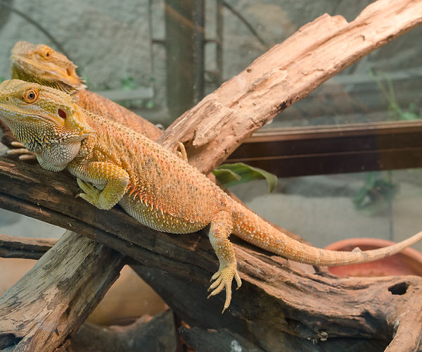 The image above depicts a healthy bearded dragon in a well-maintained terrarium. 