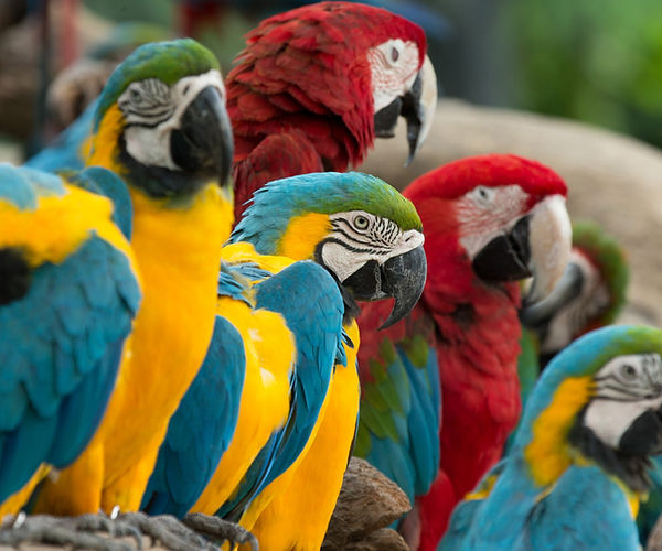 Mycobacterium Infections and Your Exotic Bird: How to Detect Avian Tuberculosis