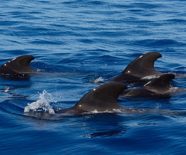 Fecal Microbiota Analysis and Transplantation in Pilot Whales