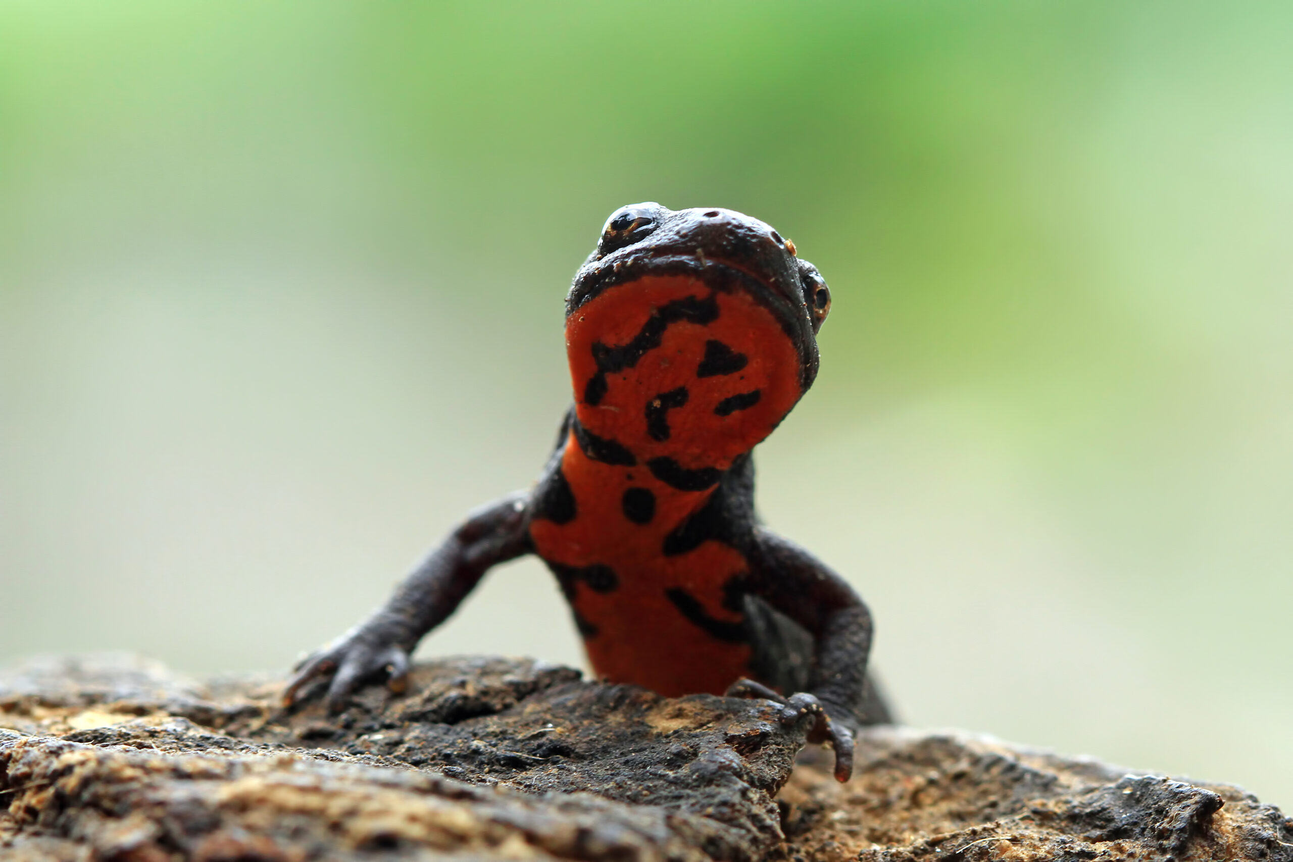 The Salamander Plague: Detecting Fungal Infections in Amphibians