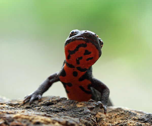 Fire salamanders are particularly prone to fungal chytrid infections. 