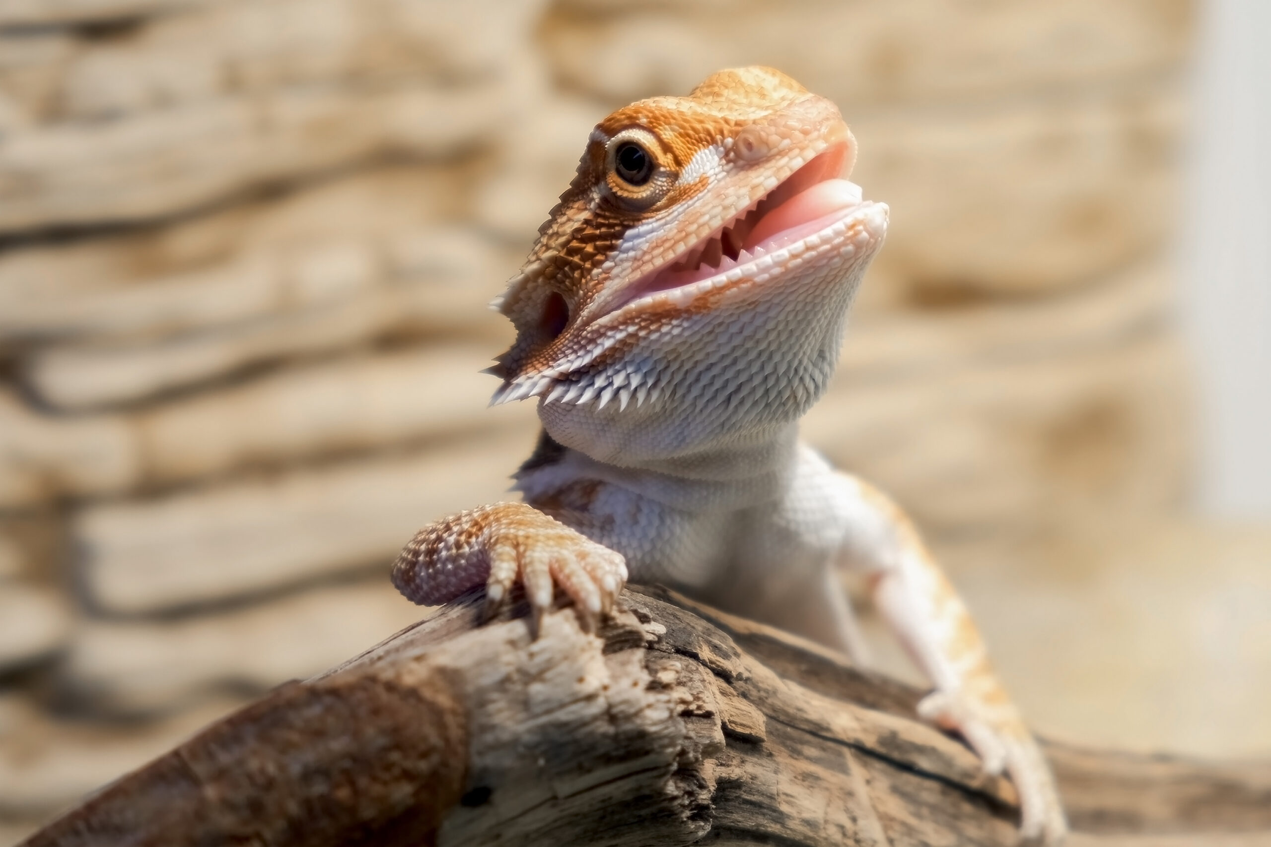 reptiles mouth infections