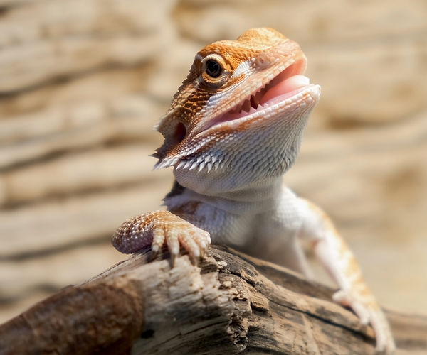 reptile mouth rot