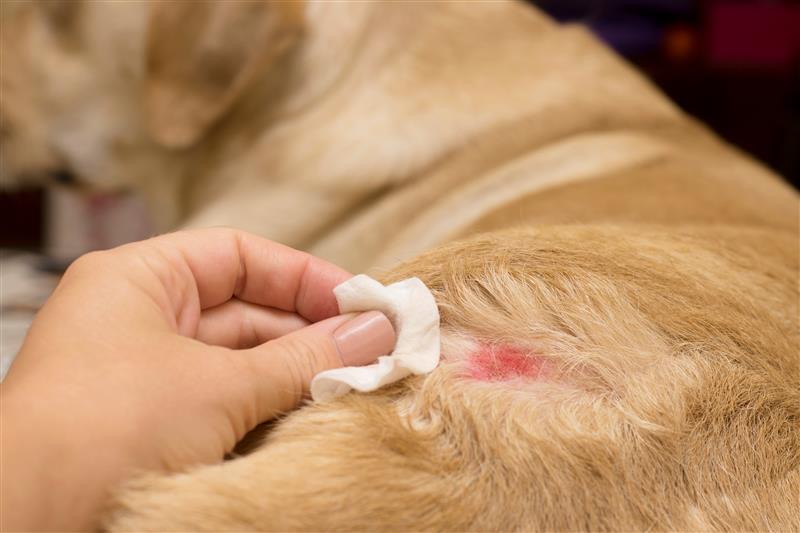 Pruritus in Dogs